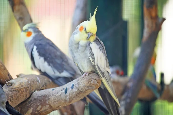 Schöne Papageien Auf Ast Zoo — Stockfoto