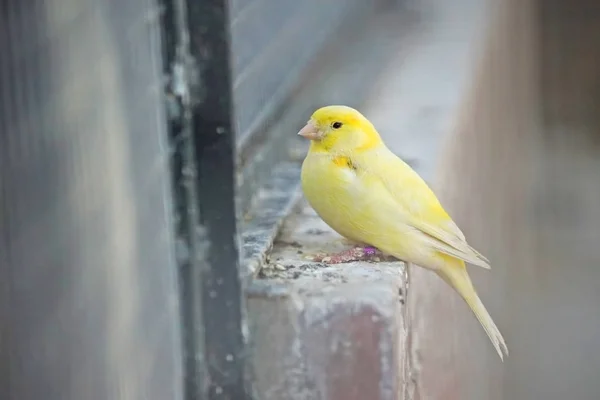 Schilderachtige Shot Van Prachtige Canarische Vogel Dierentuin — Stockfoto