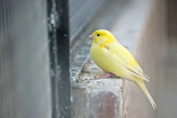 Scenic Shot Beautiful Canary Bird Zoo — Stock Photo, Image