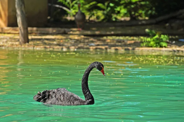 Tiro Cênico Belo Cisne Nadando Lagoa Zoológico — Fotografia de Stock
