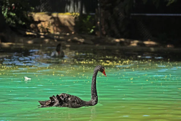 Naturskön Bild Vackra Swan Simning Dammen Zoo — Stockfoto