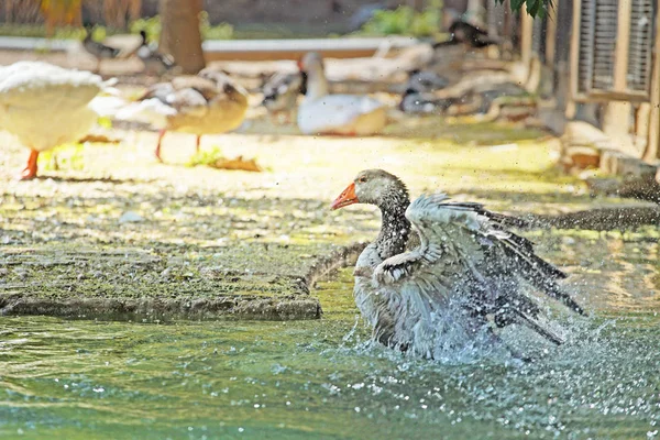 Szenische Aufnahme Eines Schönen Schwans Der Einem Teich Zoo Schwimmt — Stockfoto