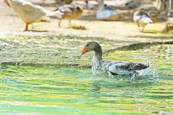 Pintoresca Toma Hermoso Cisne Nadando Estanque Zoológico —  Fotos de Stock