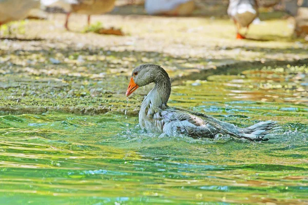 Naturskön Bild Vackra Swan Simning Dammen Zoo — Stockfoto