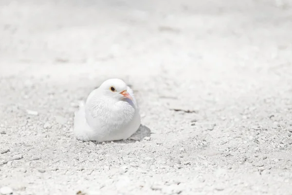 Scenic Shot Beautiful Pigeon Lying Ground Natural Habitat — Stock Photo, Image