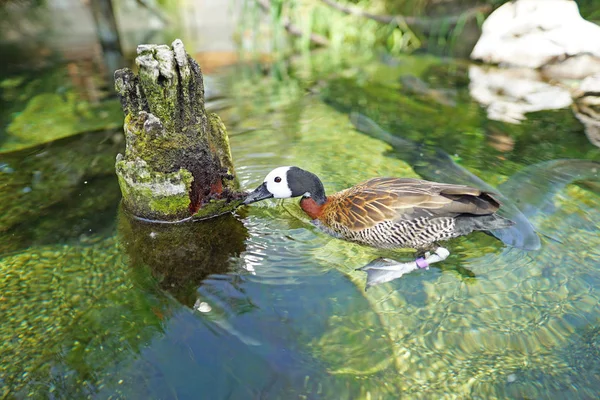 Scenic Shot Van Mooie Eend Zwemmen Vijver Natuurlijke Habitat — Stockfoto