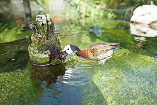 Scenic Shot Van Mooie Eend Zwemmen Vijver Natuurlijke Habitat — Stockfoto