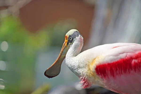 Scenic Shot Van Mooie Exotische Roze Witte Vogel Vijver Natuurlijke — Stockfoto