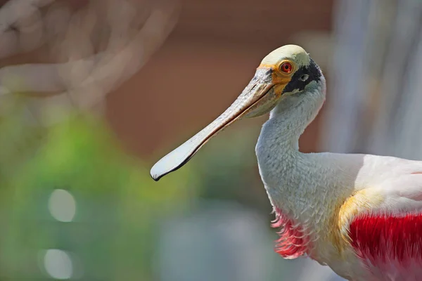 Scenic Shot Van Mooie Exotische Roze Witte Vogel Vijver Natuurlijke — Stockfoto