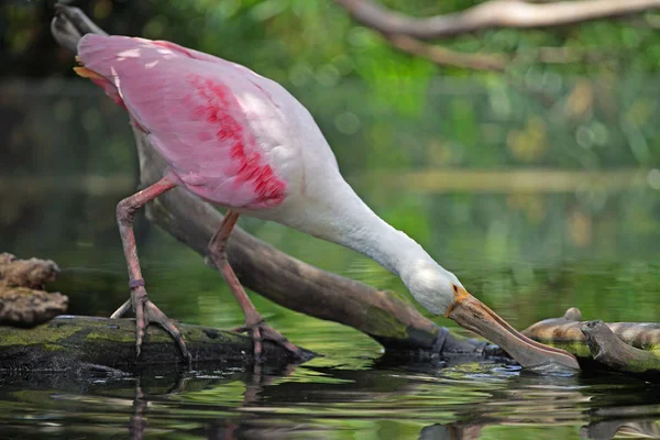 doğal yaşam alanında gölet güzel egzotik pembe ve beyaz kuş içme suyu doğal çekim