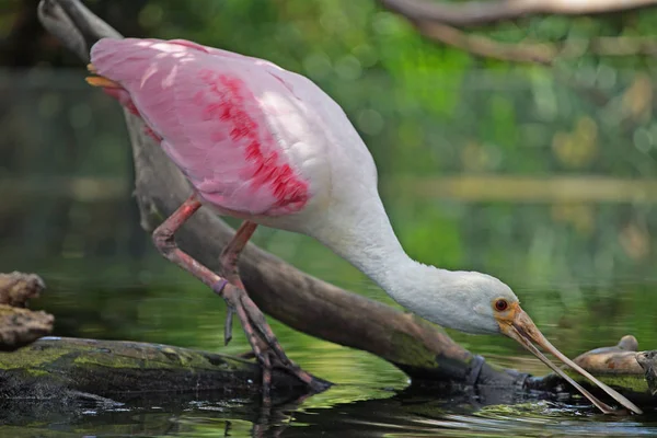 Schilderachtige Shot Van Prachtige Exotische Roze Witte Vogel Drinkwater Uit — Stockfoto
