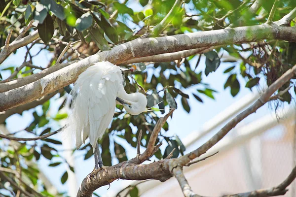 Schilderachtig Shot Van Mooie Witte Reiger Natuurlijke Habitat — Stockfoto