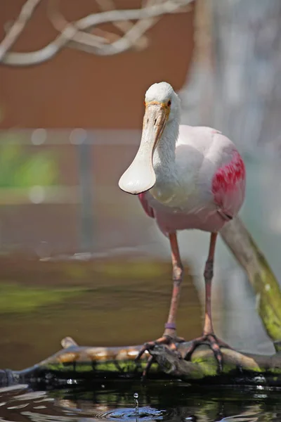 Schilderachtige Shot Van Mooie Roze Reiger Natuurlijke Habitat — Stockfoto