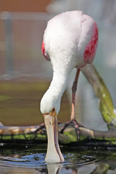 Schilderachtige Shot Van Mooie Roze Reiger Natuurlijke Habitat — Stockfoto