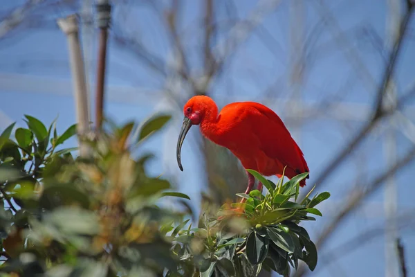 Schilderachtige Shot Van Mooie Rode Vogel Neerstrijken Tak Natuurlijke Habitat — Stockfoto