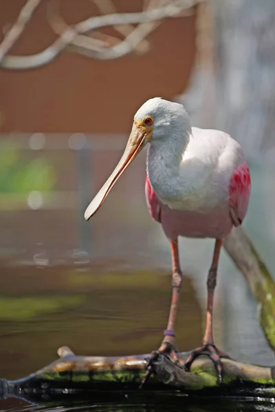 Schilderachtige Shot Van Mooie Roze Reiger Natuurlijke Habitat — Stockfoto