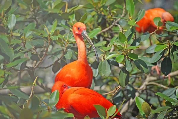 Naturskön Bild Vackra Röda Exotiska Fåglar Naturliga Habitat — Stockfoto