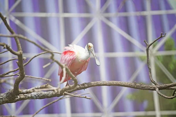 Scenic Shot Van Mooie Vogel Neerstrijken Tak Dierentuin — Stockfoto