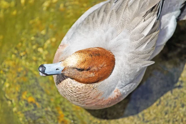 Scenic Shot Van Mooie Eend Zwemmen Vijver Natuurlijke Habitat — Stockfoto