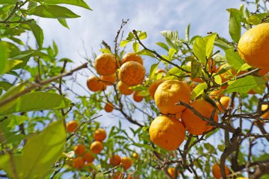 ağaçta asılı lezzetli olgun portakal yakın çekim