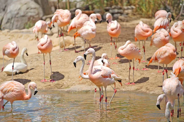 Schilderachtige Foto Van Prachtige Roze Flamingo Natuurlijke Habitat — Stockfoto