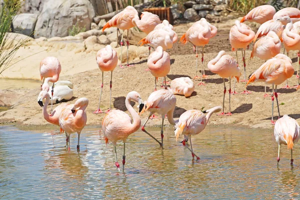 Szenische Aufnahme Schöner Rosa Flamingos Natürlichem Lebensraum — Stockfoto