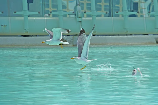 青い水に餌をやるカモメの姿を見ると — ストック写真