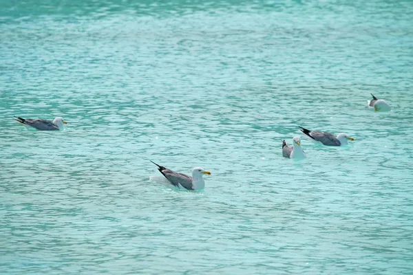 Escénica Gaviotas Alimentándose Agua Azul —  Fotos de Stock