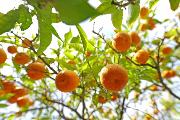 Primer Plano Deliciosas Naranjas Maduras Colgando Árbol — Foto de Stock