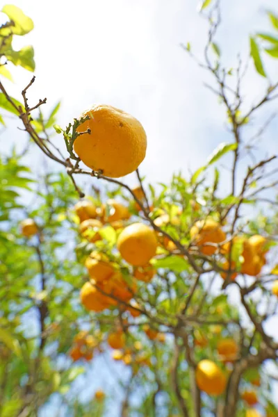 Primer Plano Deliciosas Naranjas Maduras Colgando Árbol — Foto de Stock