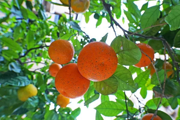 Close Shot Van Heerlijke Rijpe Sinaasappels Opknoping Boom — Stockfoto