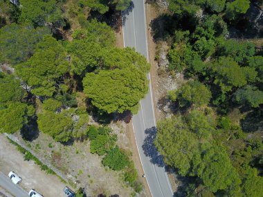 Orman ve yol manzaralı manzara