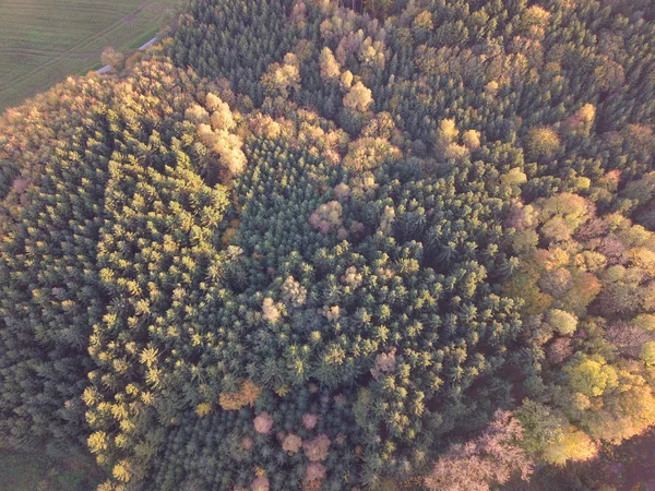 scenic view of aerial forest landscape