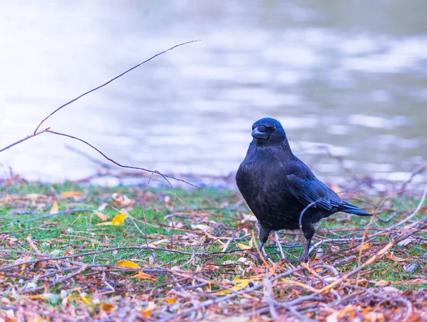 Vue Rapprochée Corbeau Oiseau Sur Nature Sauvage — Photo