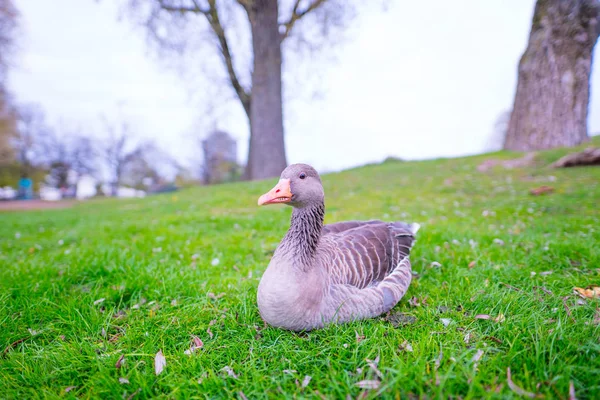 Close Zicht Van Eend Groene Weide — Stockfoto