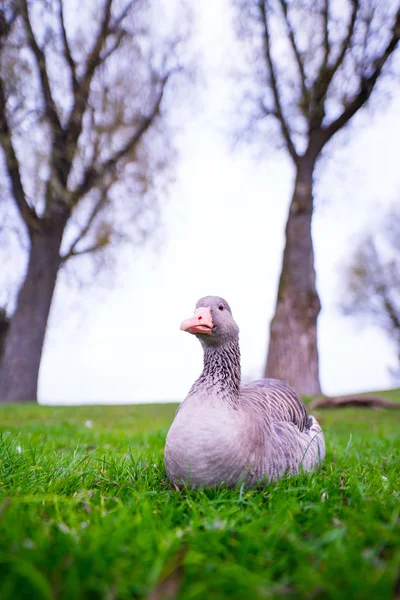 Vue Rapprochée Canard Sur Prairie Verte — Photo