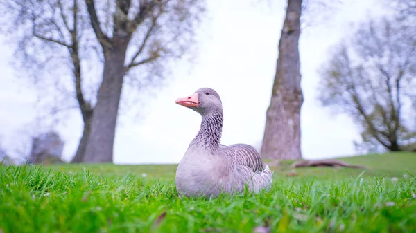 Close Zicht Van Eend Groene Weide — Stockfoto