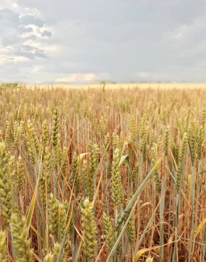 bulutlu günde tarım buğday tarlası yakın çekim