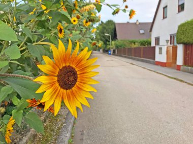 güzel çiçek açan dekoratif ayçiçeği yakın çekim