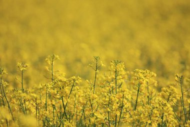 güzel çiçek açan sarı çiçeklerin yakın çekim