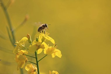 güzel çiçek açan sarı çiçekler oturan arı yakın çekim