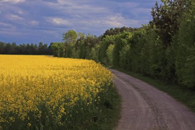 güzel sarı çiçekli alan manzara çekim