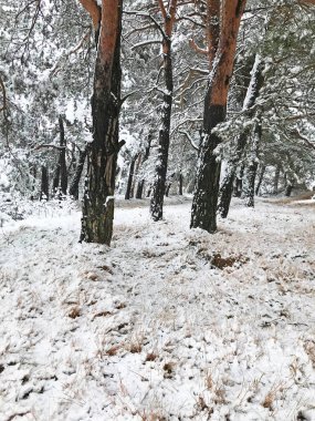 Karla kaplı orman manzarası