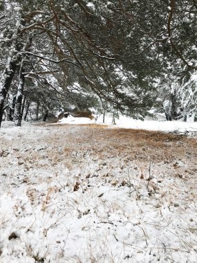 Karla kaplı orman manzarası