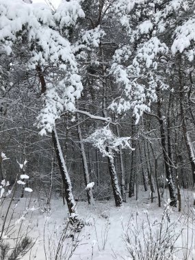 Karla kaplı orman manzarası