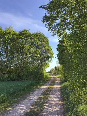 Yeşil Orman Peyzaj doğal görünümü