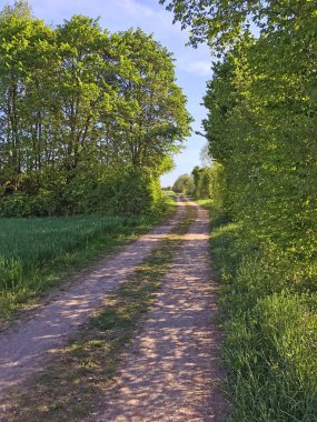Yeşil Orman Peyzaj doğal görünümü