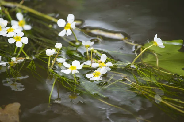 Detailní Pohled Krásné Květiny Vodě — Stock fotografie