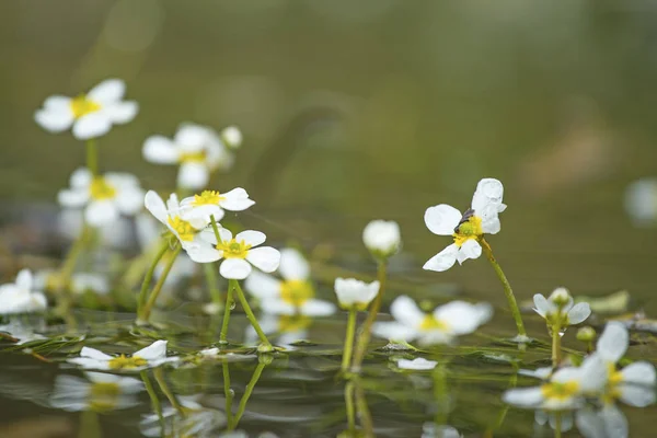 Detailní Pohled Krásné Květiny Vodě — Stock fotografie