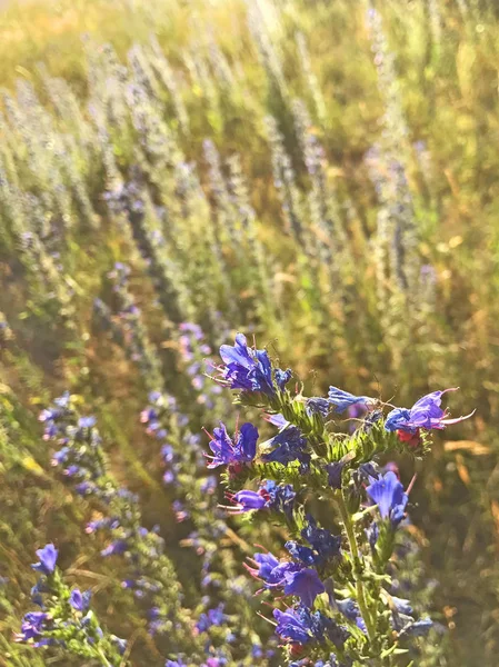 Nahaufnahme Von Schönen Wildblumen — Stockfoto